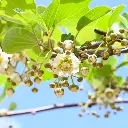 Kiwi Jenny_AdobeStock_VK_1992451923.webp