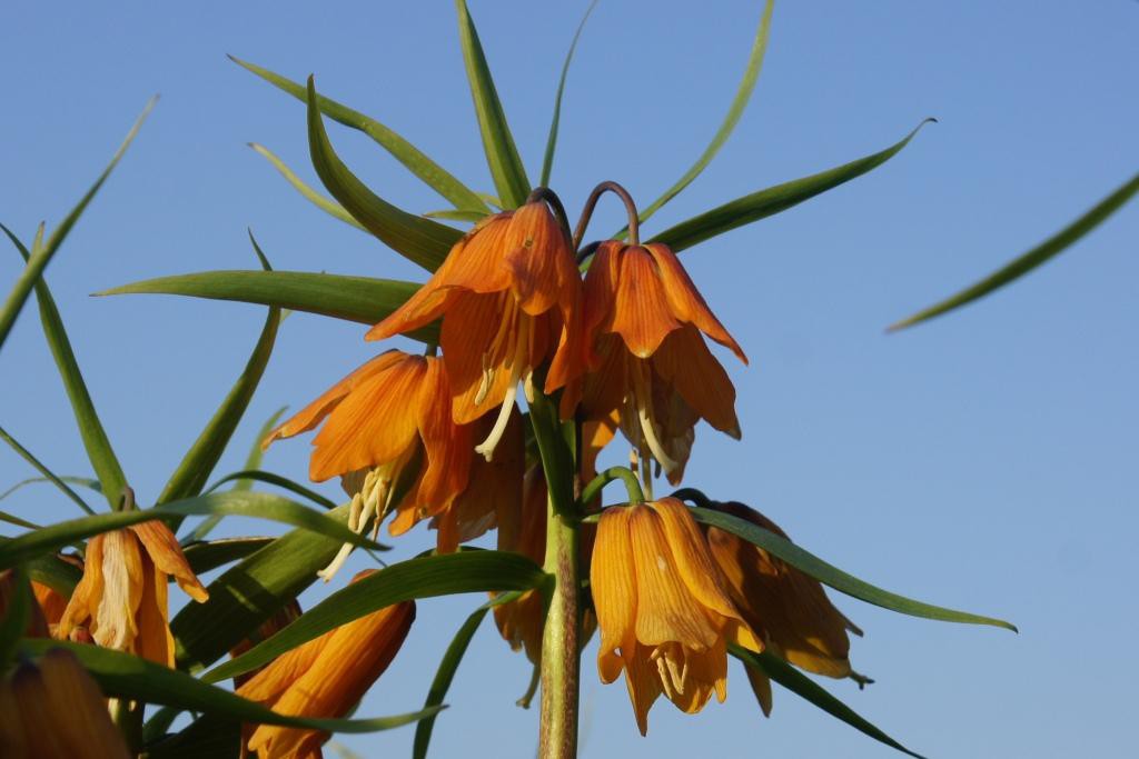 Fritillaria imp. Early Dream - BIO