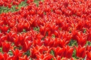 Tulipa Lilystar - BIO