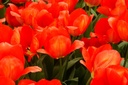 Tulipa Orange van Eijk - BIO