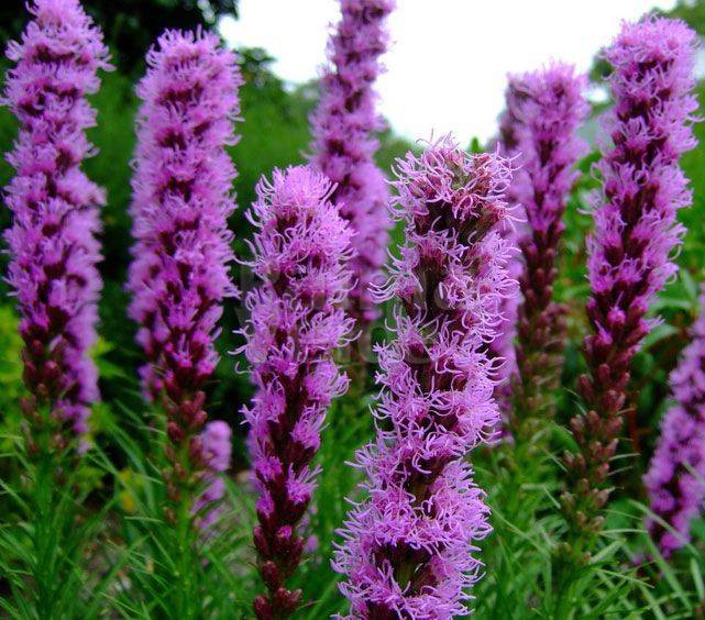 Liatris spicata 'Kobold' - BIO