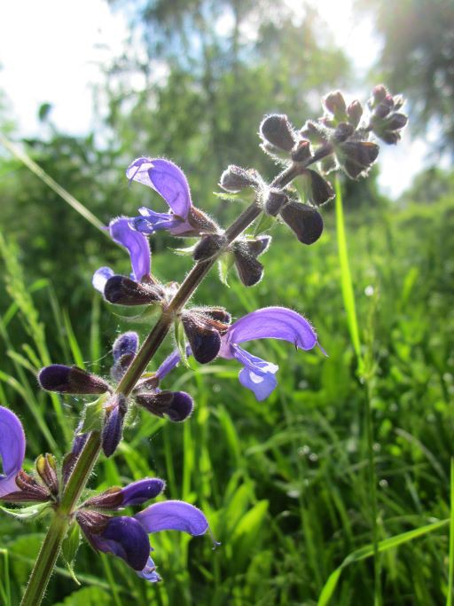 Salvia pratensis - BIO