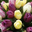 Tulipa Flag Mix