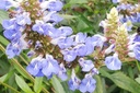 Salvia 'Crystal Blue' - BIO