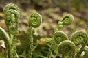 Polystichum set. 'Herrenhausen'- BIO