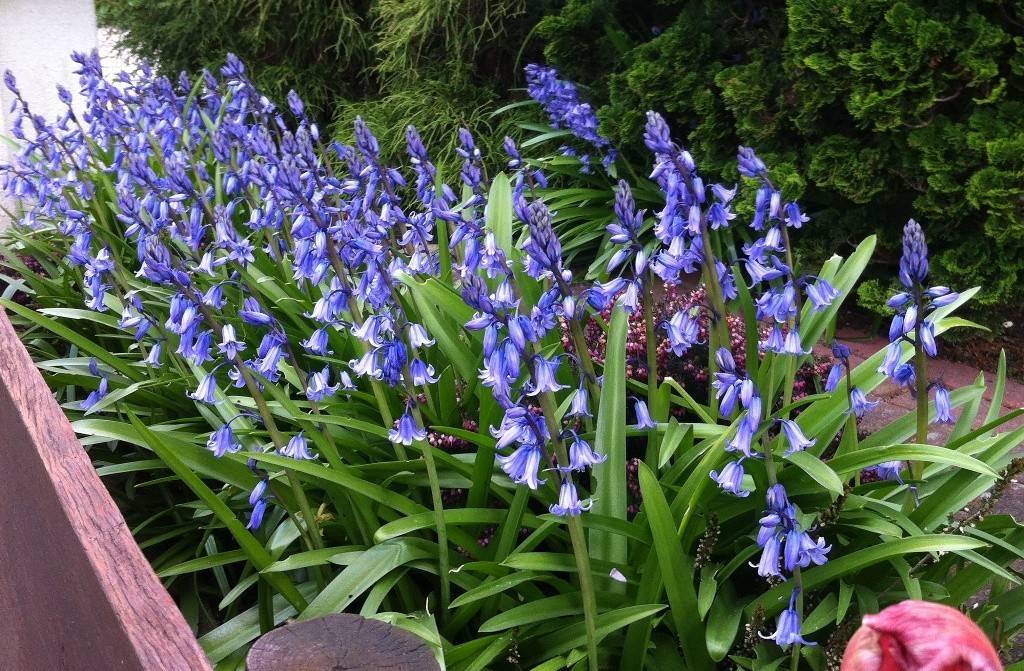 Hyacinthoïdes hisp. Blauw - BIO