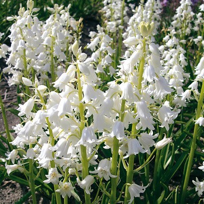 Hyacinthoïdes hisp. Wit - BIO