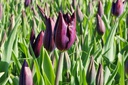 Tulipa Havran - BIO