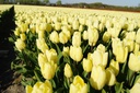 Tulipa Cream Flag - BIO