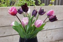 Tulipa Bosvruchten mix