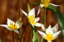 Tulipa Turkestanica - BIO