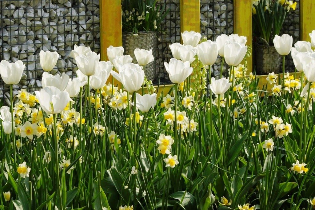 Tulipa Silver Dollar - BIO