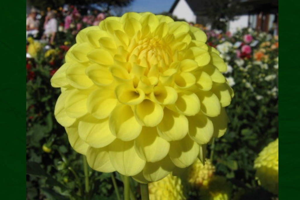 Dahlia Golden Torch - BIO