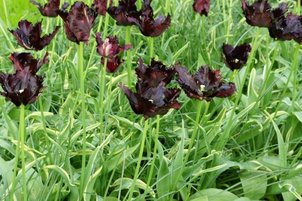 Tulipa Black Parrot - BIO