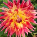 Dahlia Manhattan Island - ORG
