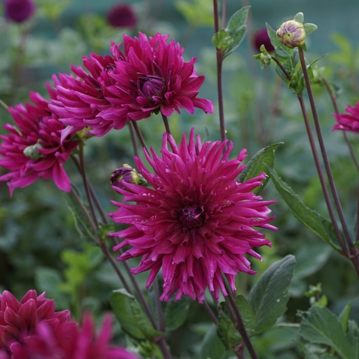 [B1015-1] Dahlia Orfeo - ORG (1 bulb)
