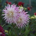Dahlia Kiev - ORG
