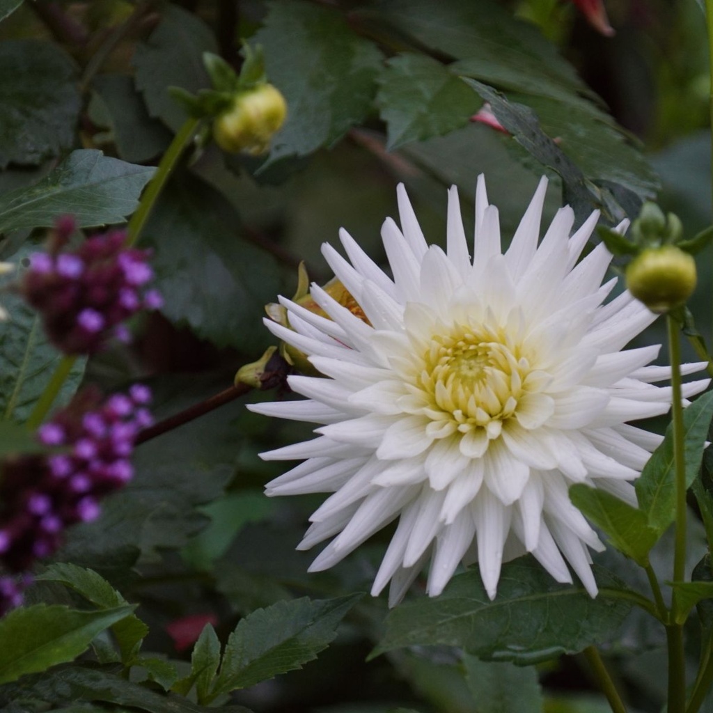 Dahlia My Love - ORG