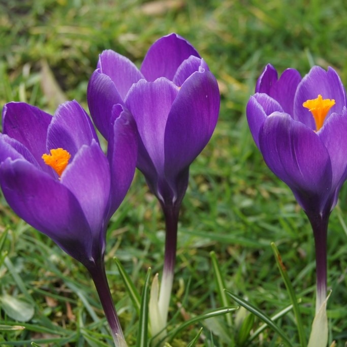 Crocus vernus Flower Record - ORG