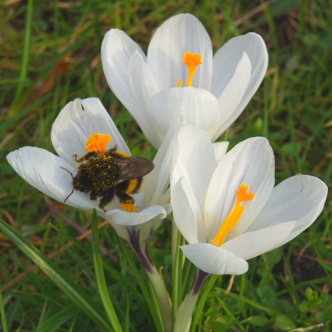 Crocus vernus Jeanne d´Arc - ORG