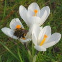 Crocus vernus Jeanne d´Arc - ORG