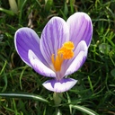 Crocus vernus King of Striped - ORG