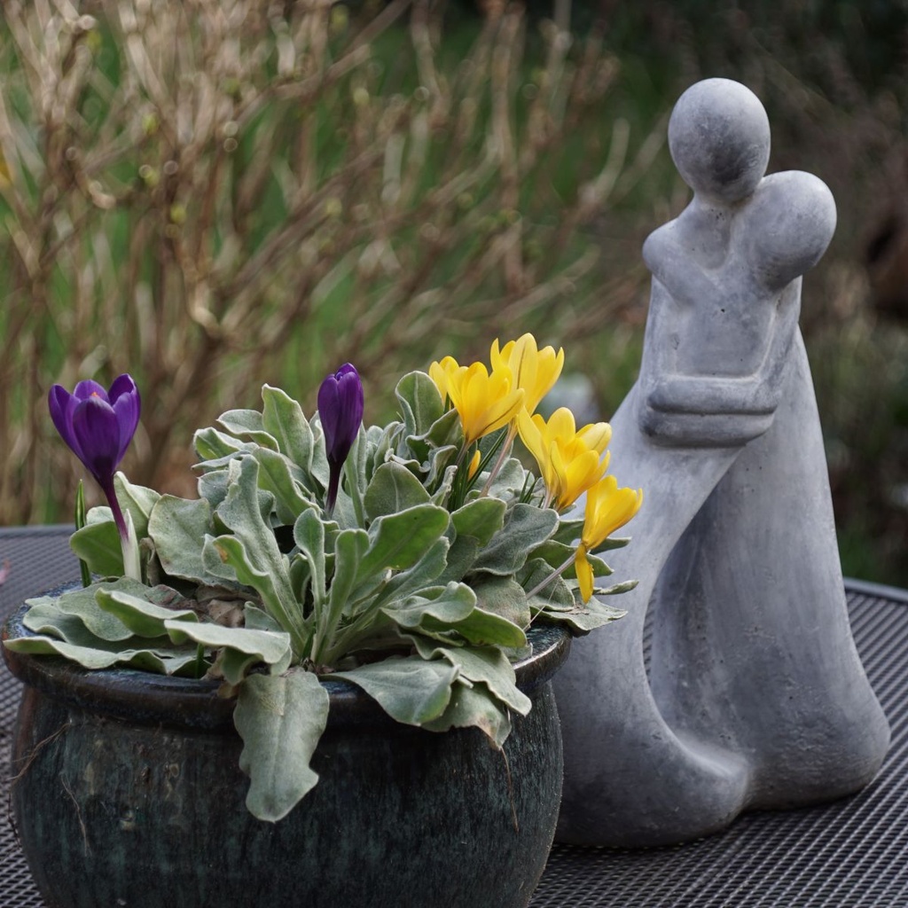 Crocus Golden Yellow - ORG