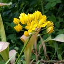 Allium Jeannine - ORG