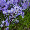 Chionodoxa Blue Giant - Glory of the Snow - ORG