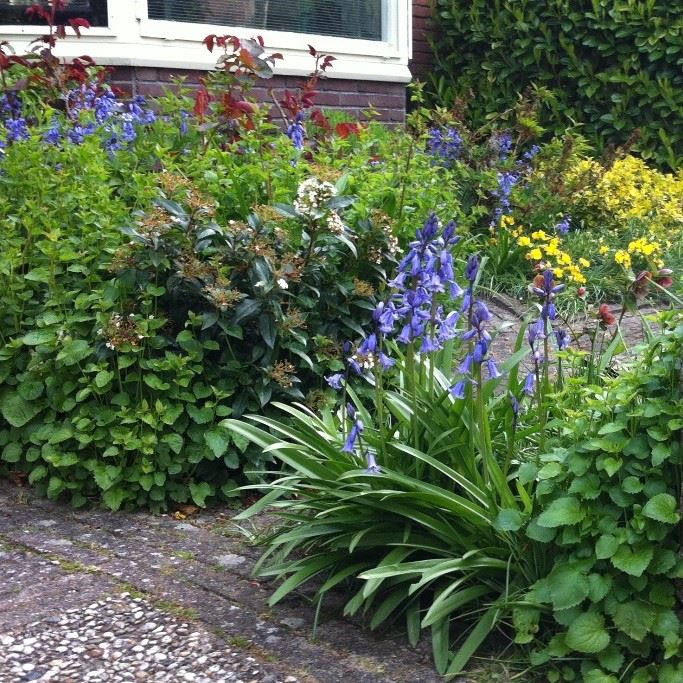 Spanish Bluebells - Hyacinthoïdes Hisp. Blue - ORG