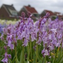 Spanish Bluebells - Hyacinthoïdes Hisp. Pink - ORG