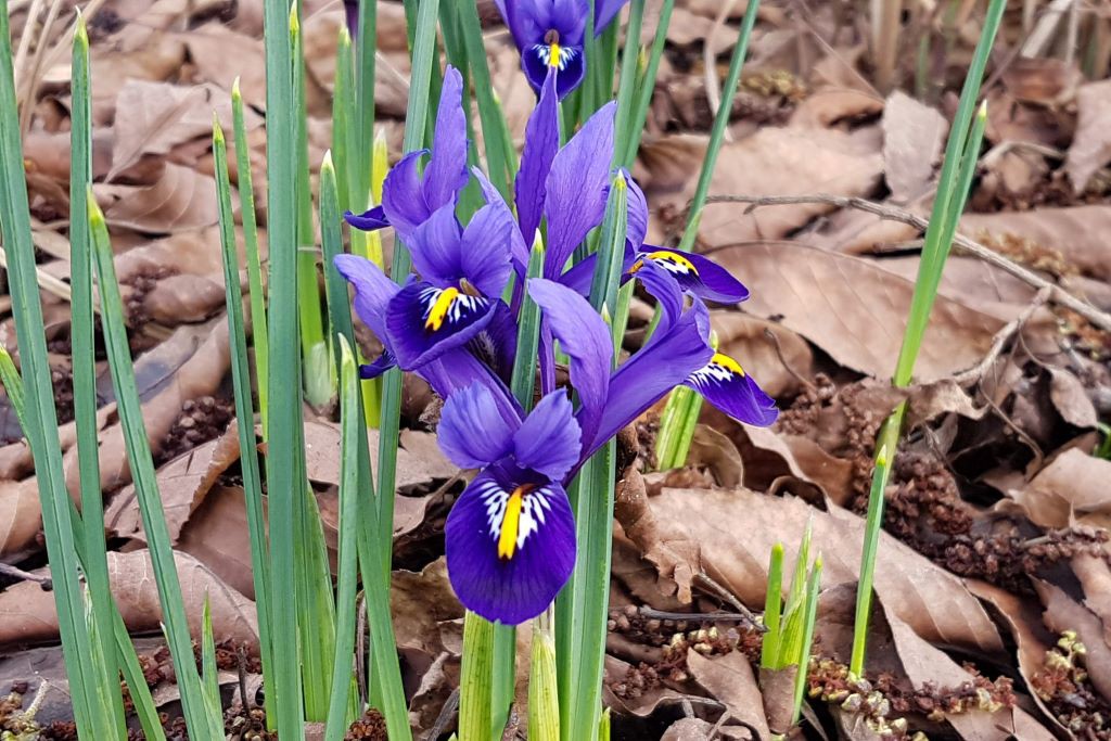 Iris Reticulata Harmony - ORG