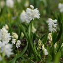 Puschkinia Libanotica Alba - Striped Squill - ORG
