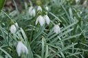 Snowdrops (Galanthus Elwesii) - ORG