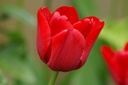 Tulipa Ile de France - ORG