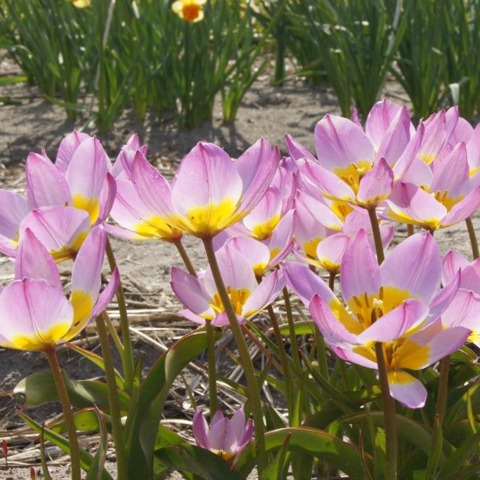 Tulipa Lilac Wonder - ORG