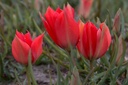 Tulipa Linifolia - ORG