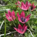 Tulipa Little Beauty - ORG