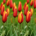 Tulipa Clusiana var.Chrysantha - ORG