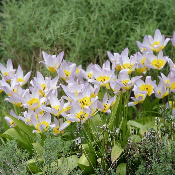 Tulipa Saxatilis - ORG