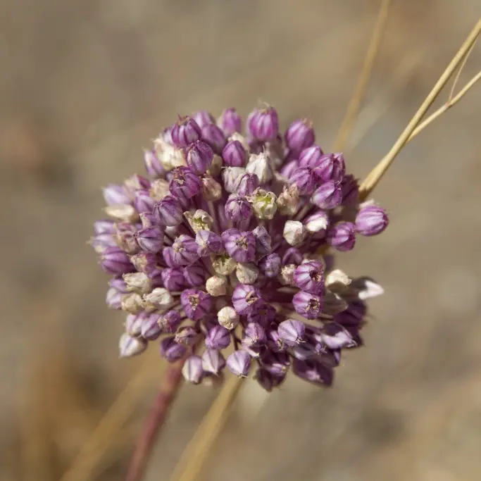Allium Ping Pong - ORG
