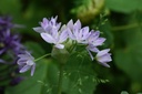 Allium Unifolium - ORG