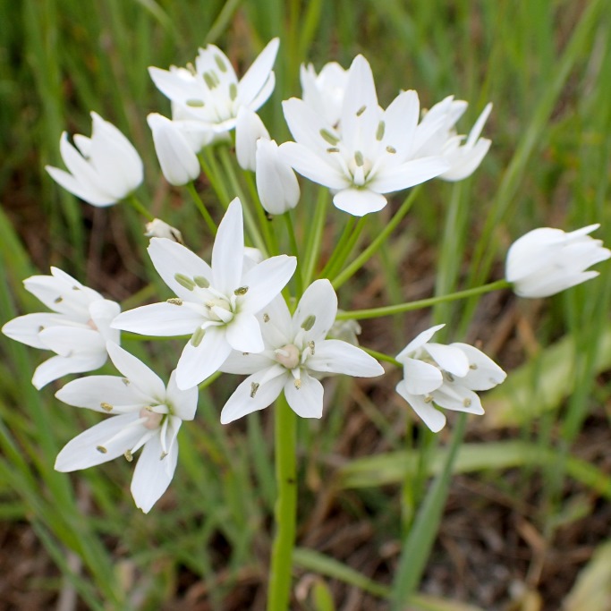 Allium Neapolitanum - ORG