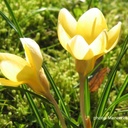 Crocus chrysanthus Romance - ORG