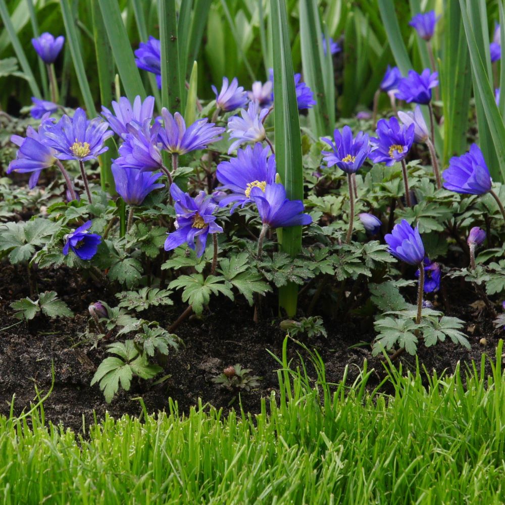 Anemone Blanda - Grecian Windflower - ORG