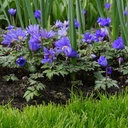 Anemone Blanda - Grecian Windflower - ORG