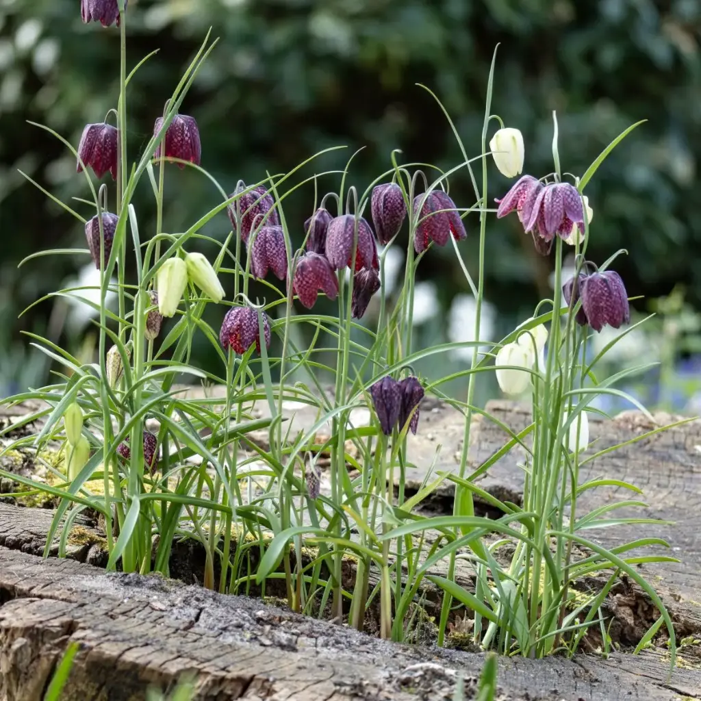 Fritillaria Meleagris - Chess Flower - ORG