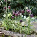 Fritillaria Meleagris - ORG