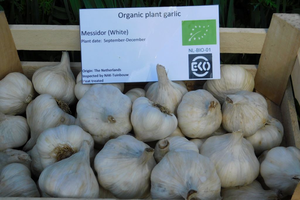 Garlic Messidor - ORG 