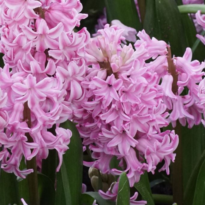Hyacinthus Fondant - ORG